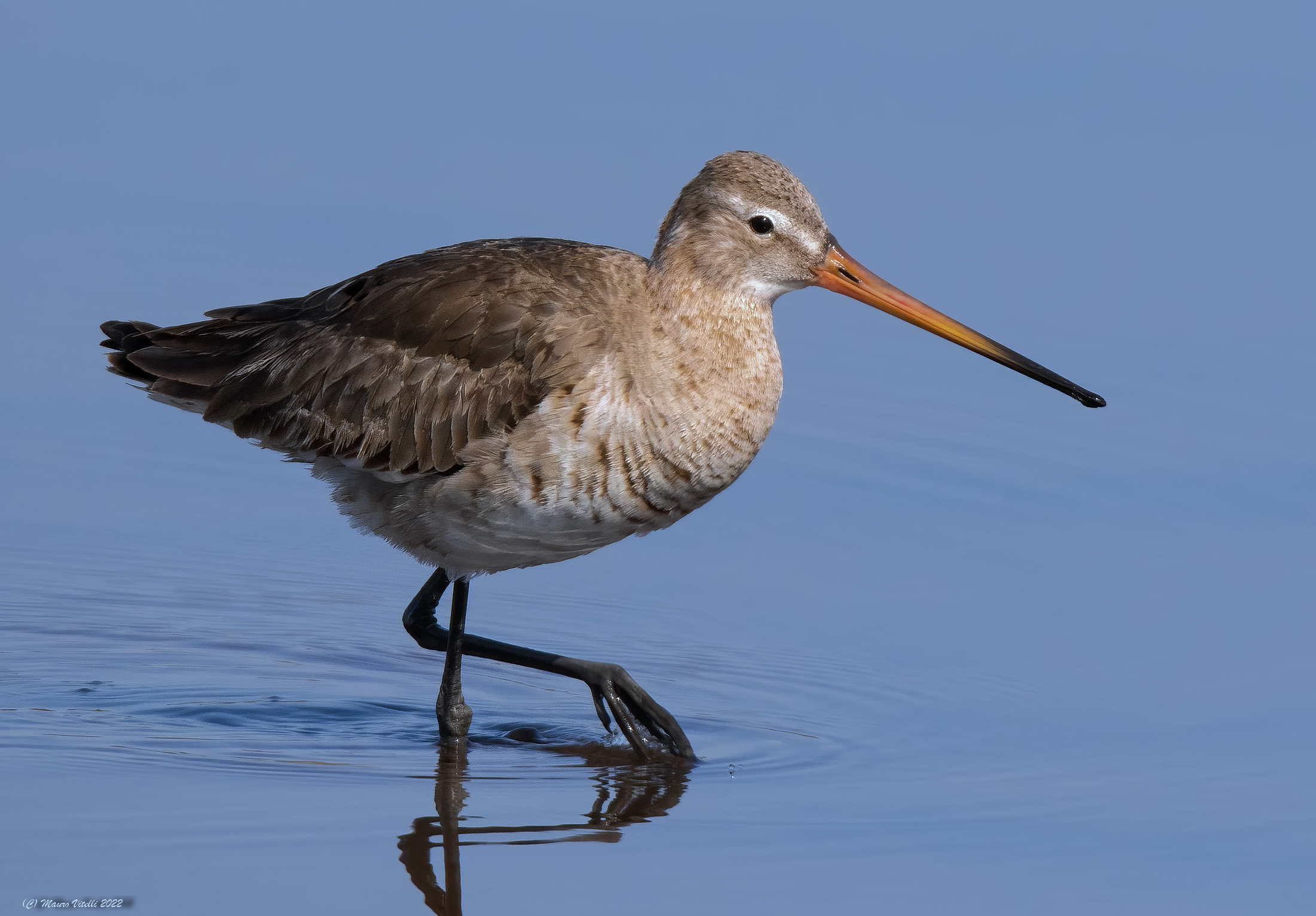 Royal Pittima (Limosa limosa)