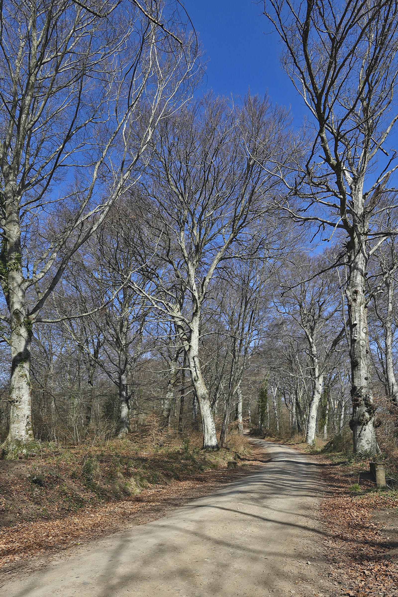 Beech forest Lake Vico