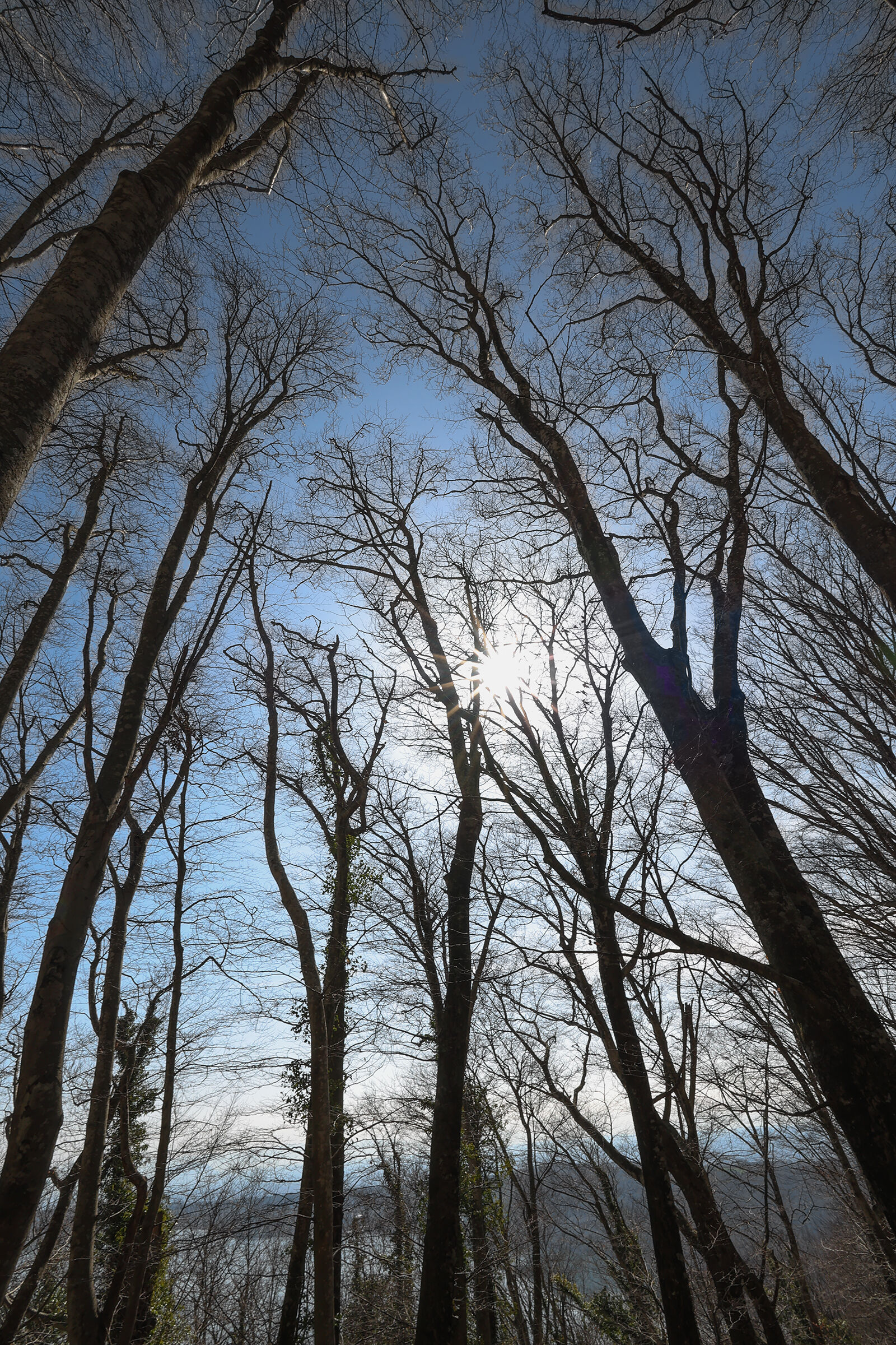 Beech forest with Lake view CONTROLUCE