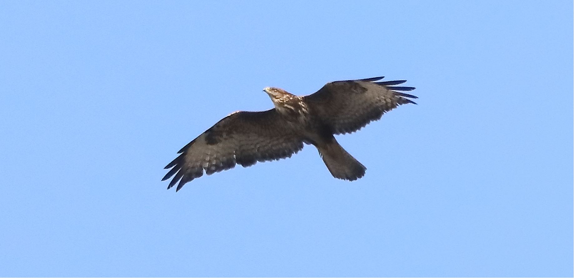 buzzard 10-03-2022