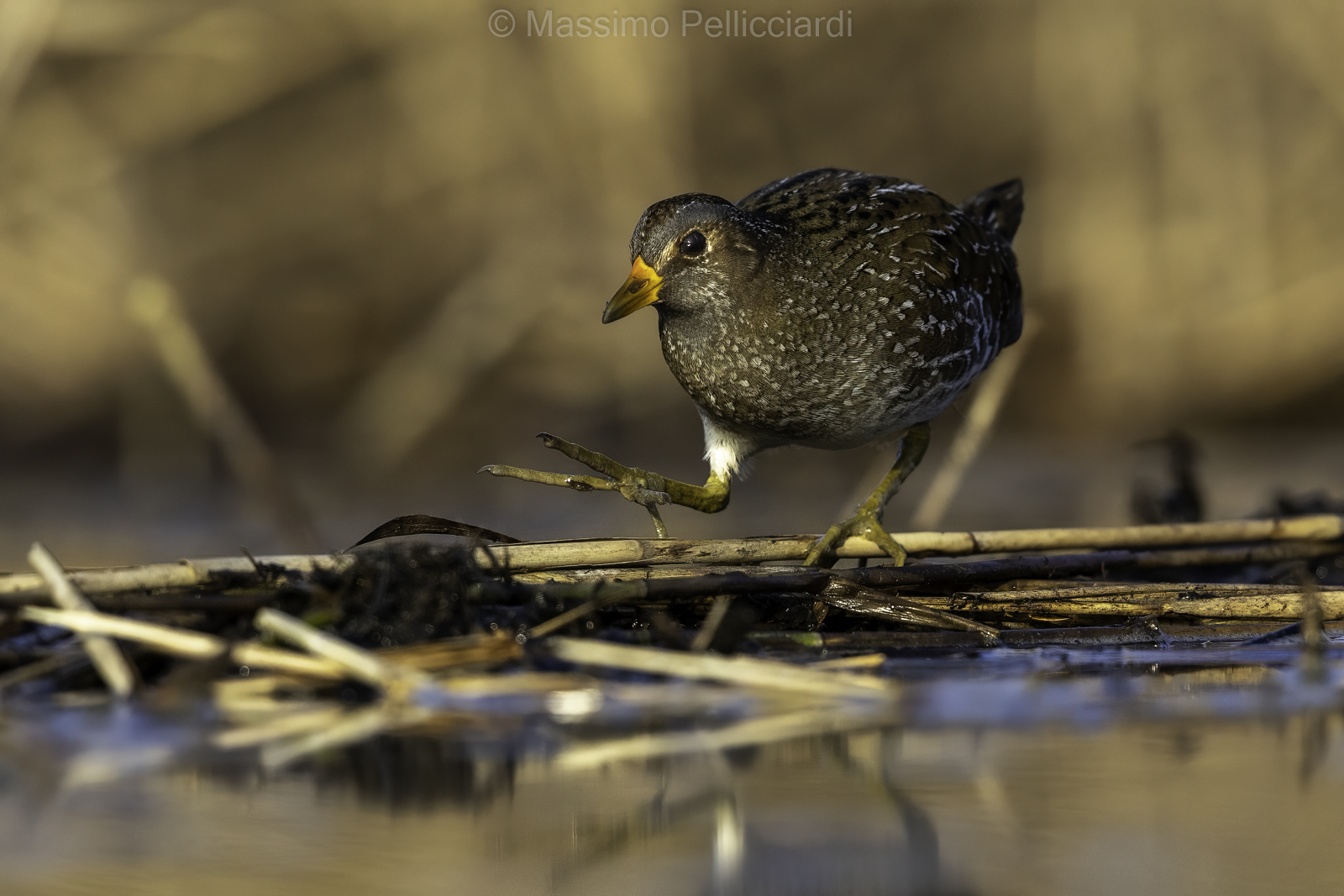 Voltolino in equilibrio