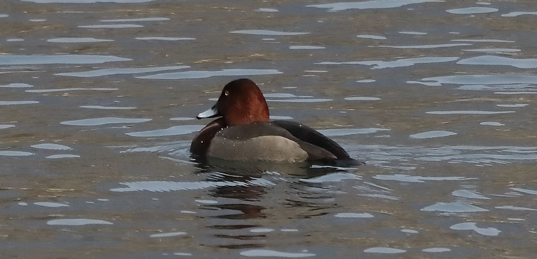 moretta tabaccata 14-03-2022