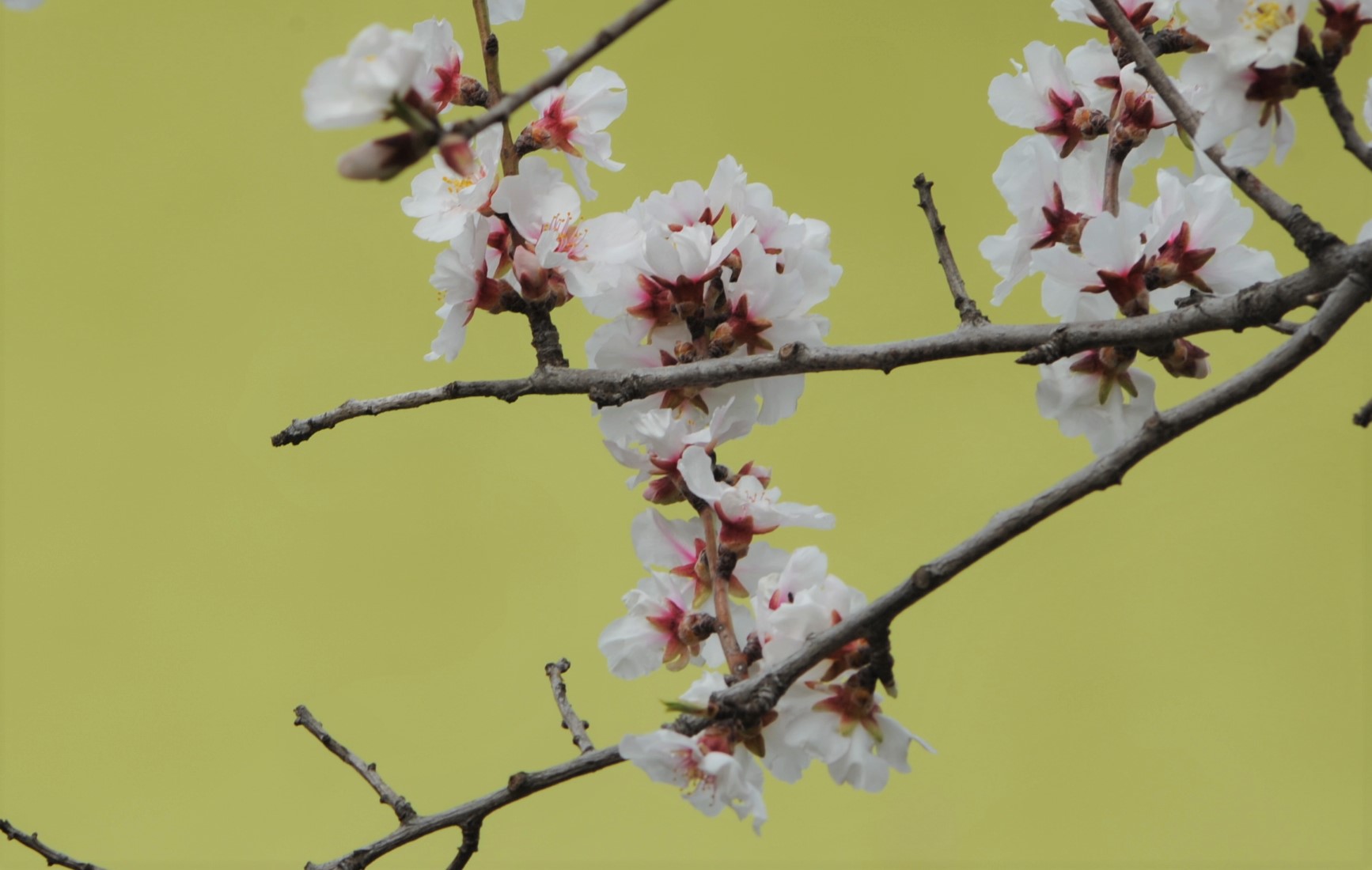 Il mandorlo dell'orto è in fiore