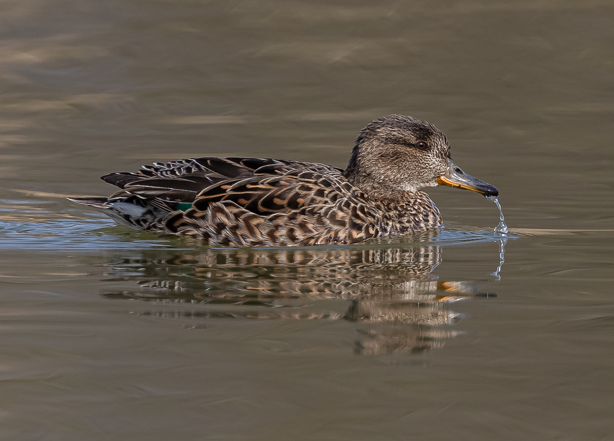Marzaiola (female)