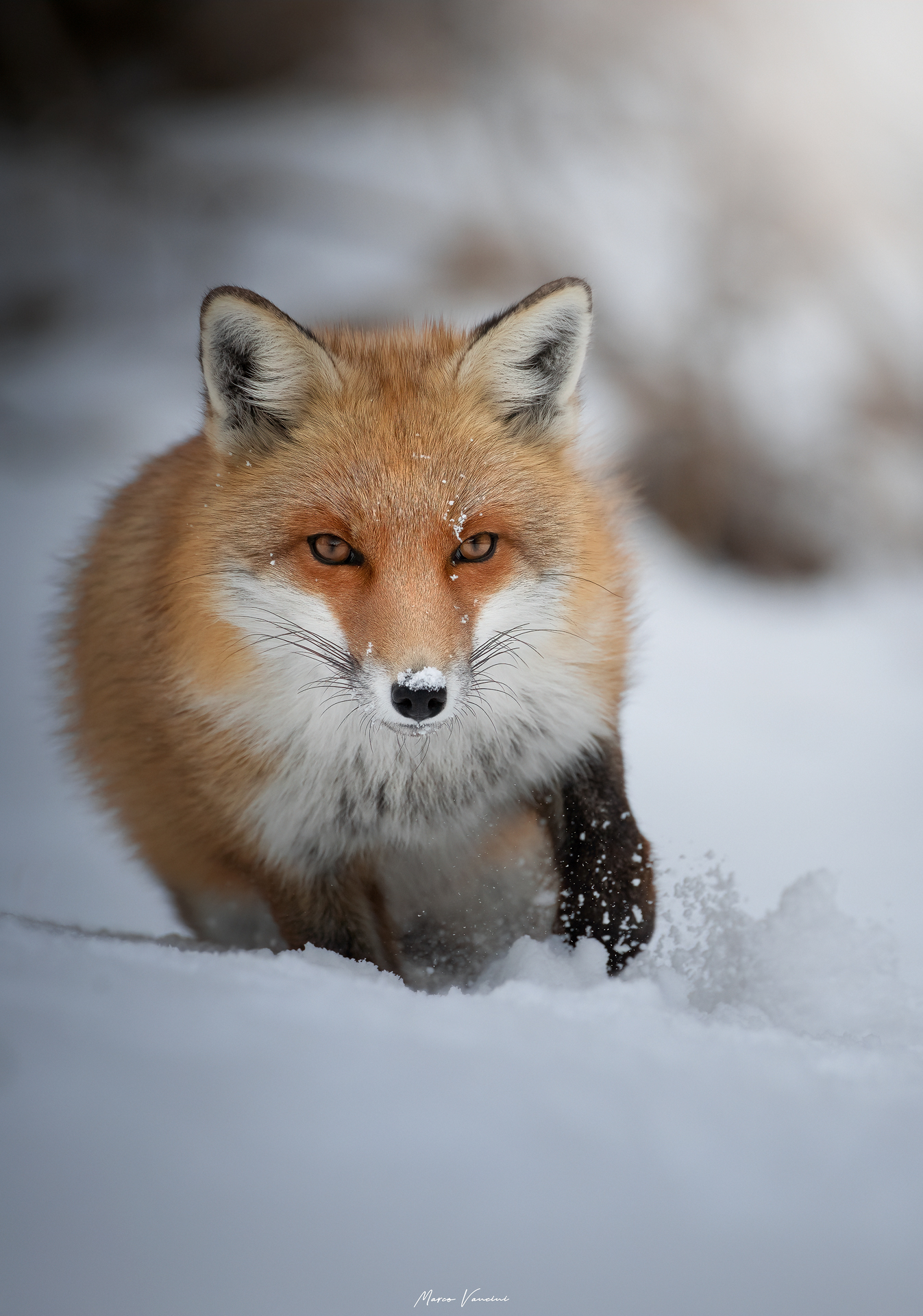 Occhi inconfondibili