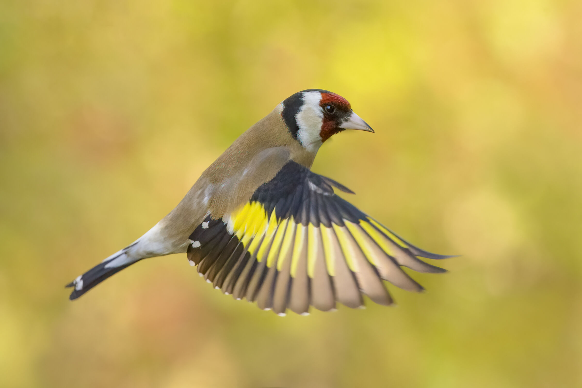 Goldfinch