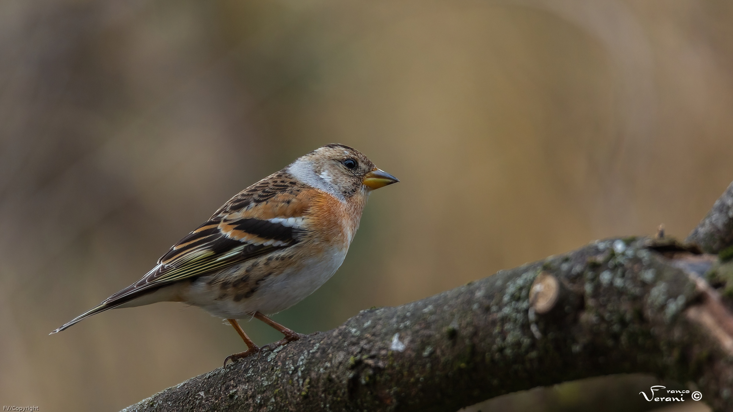 Brambling