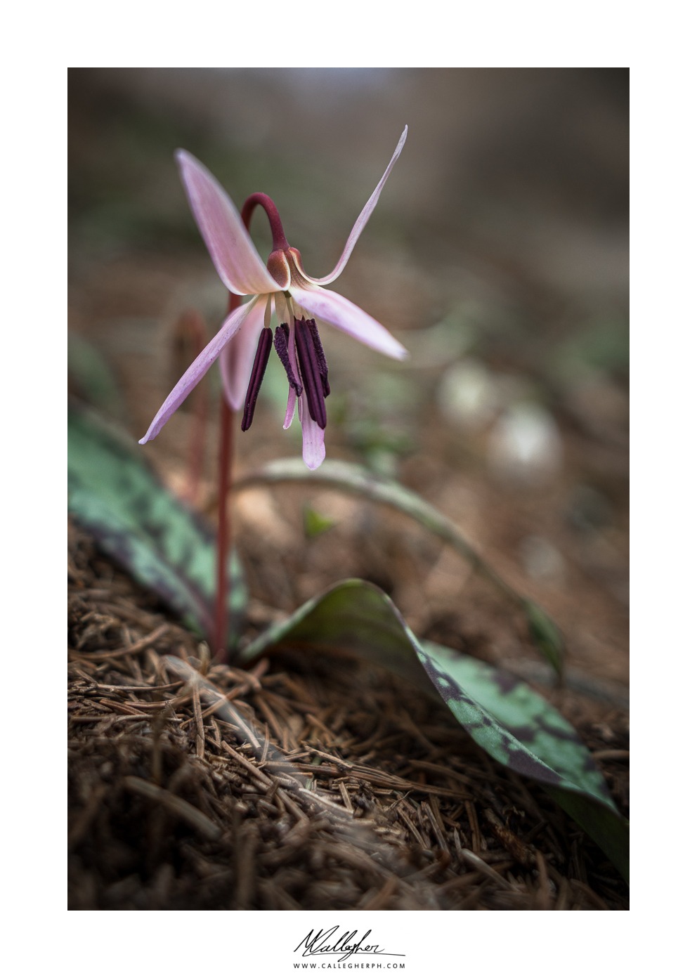 Dog's tooth