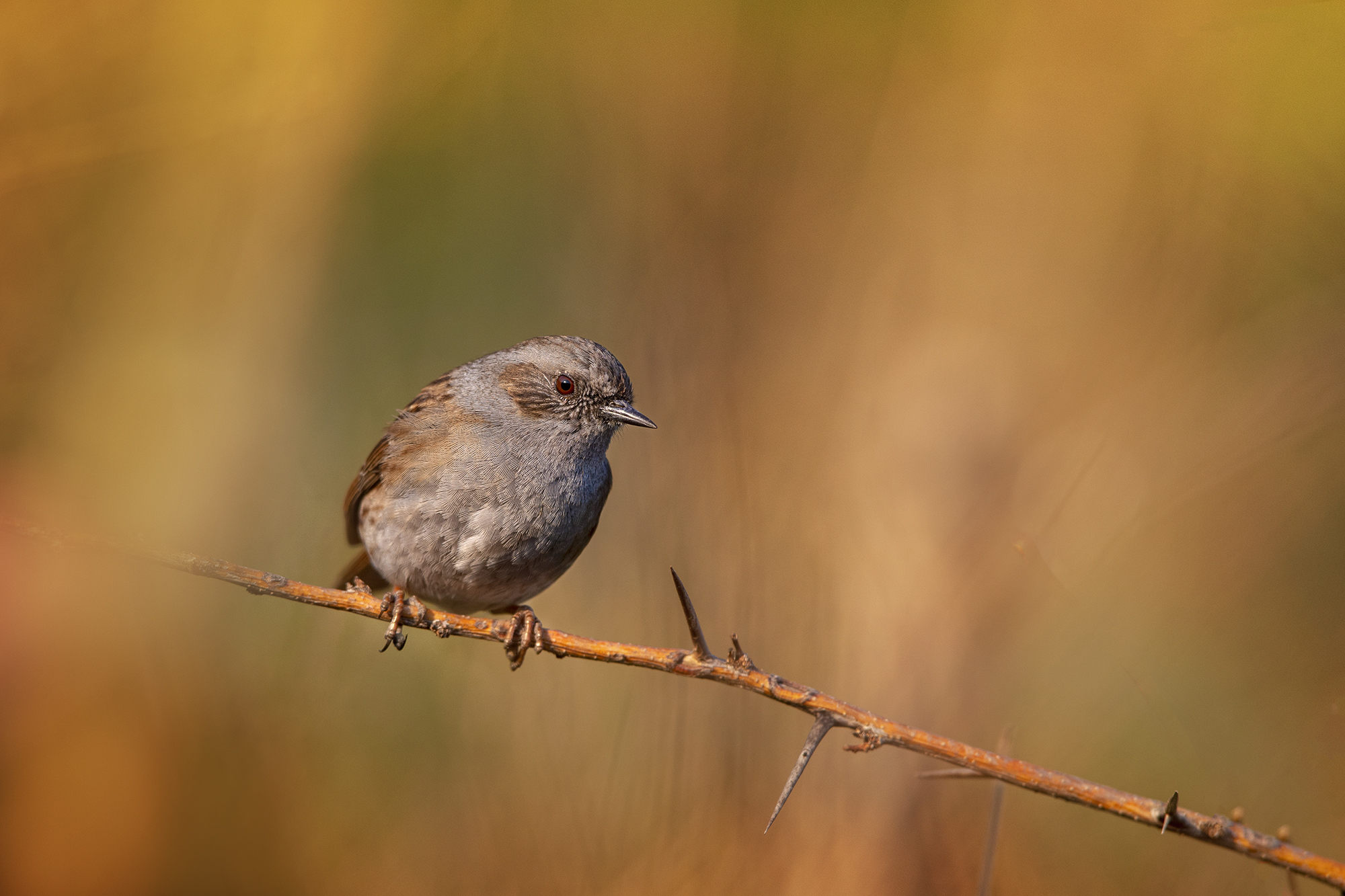 Dunnock