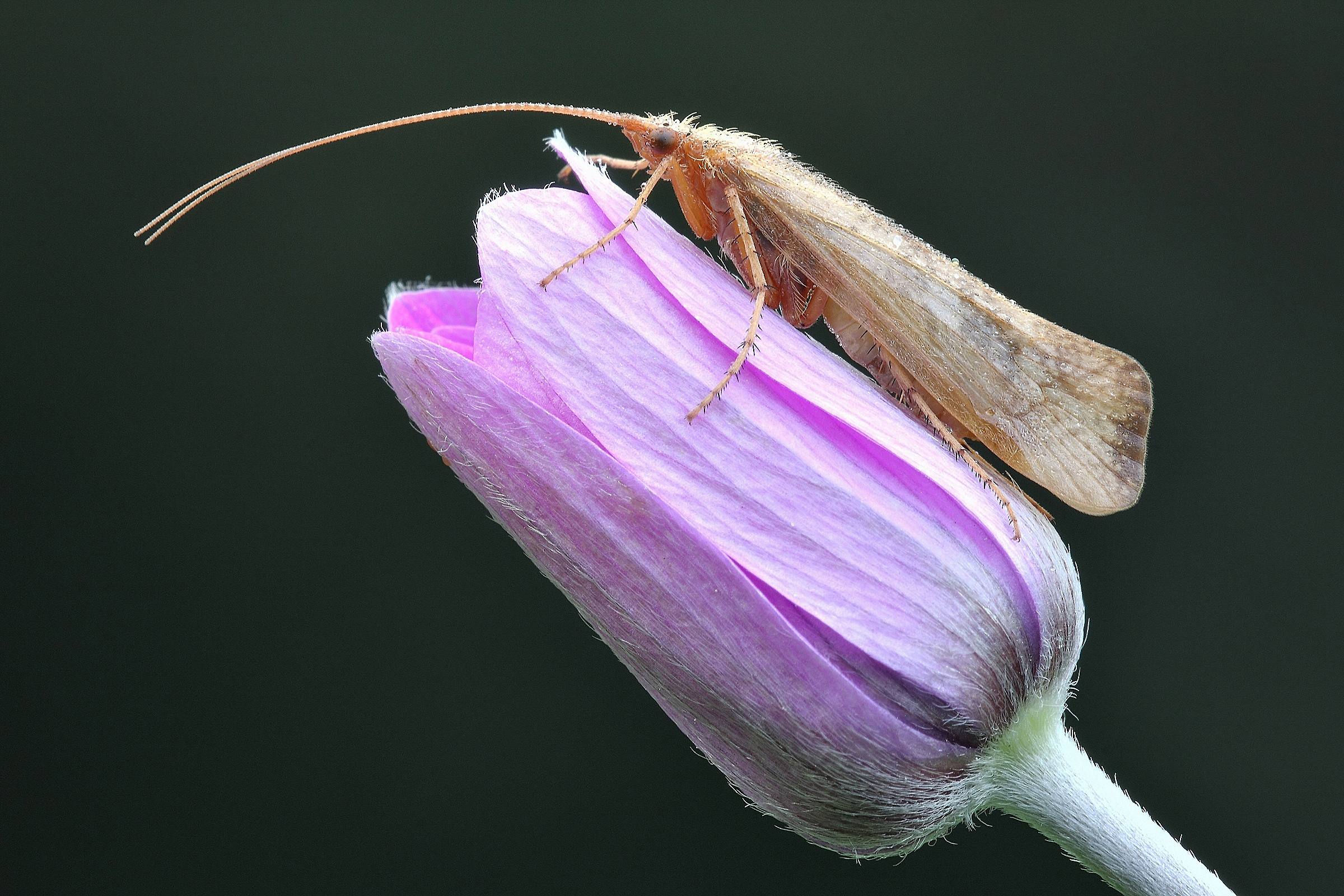 Si Ricomincia ??????