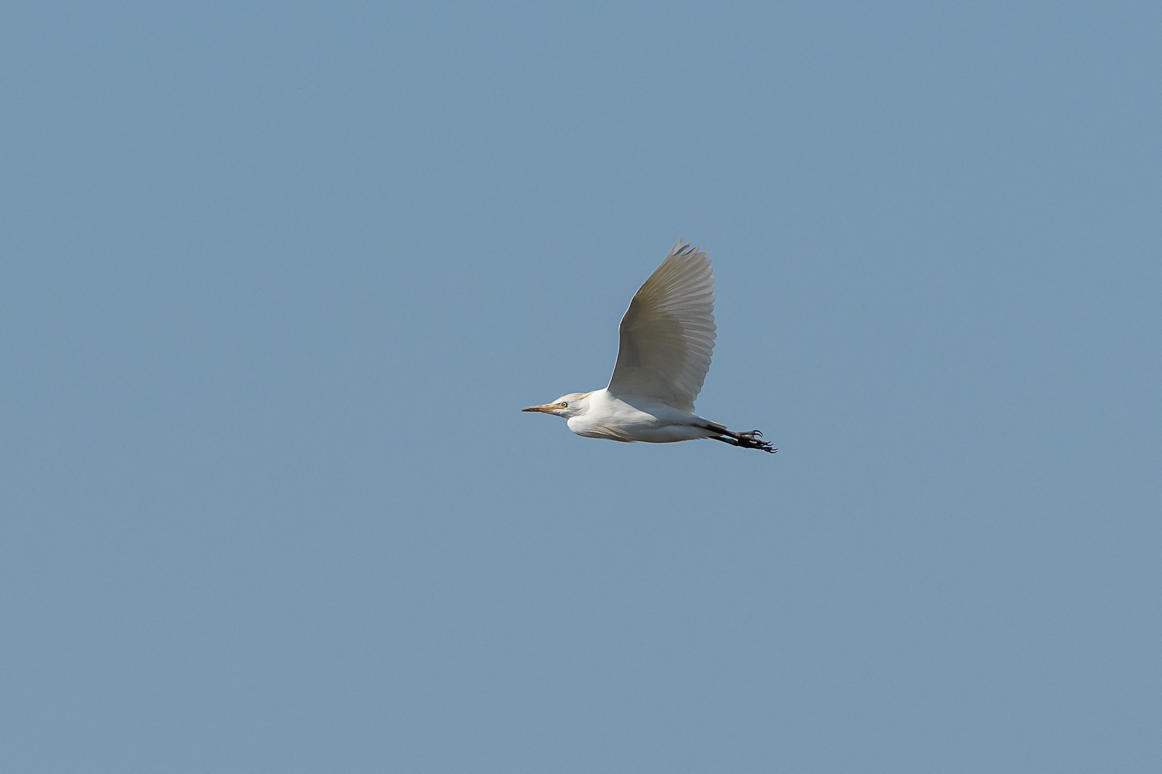 Cattle egret