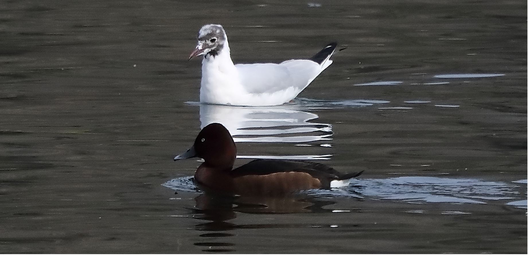 terrestrial gull 14-03-2022