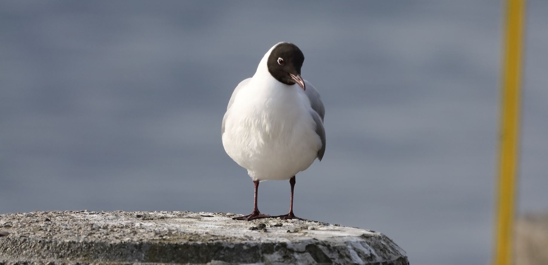 terrestrial gull 14-03-2022