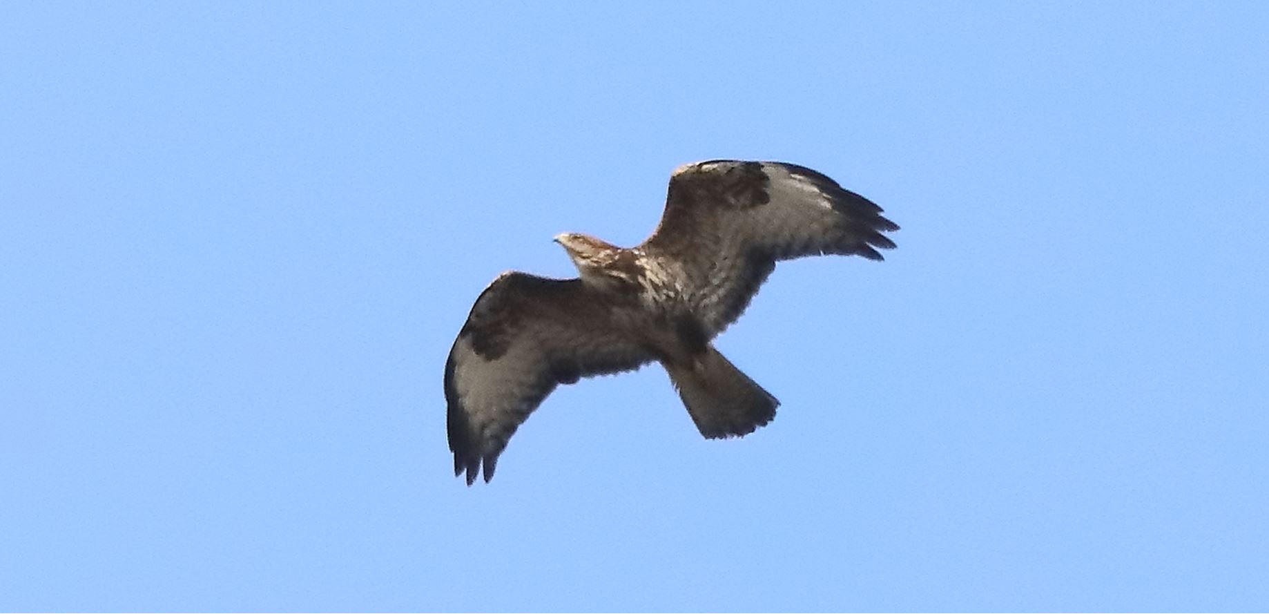 buzzard 10-03-2022
