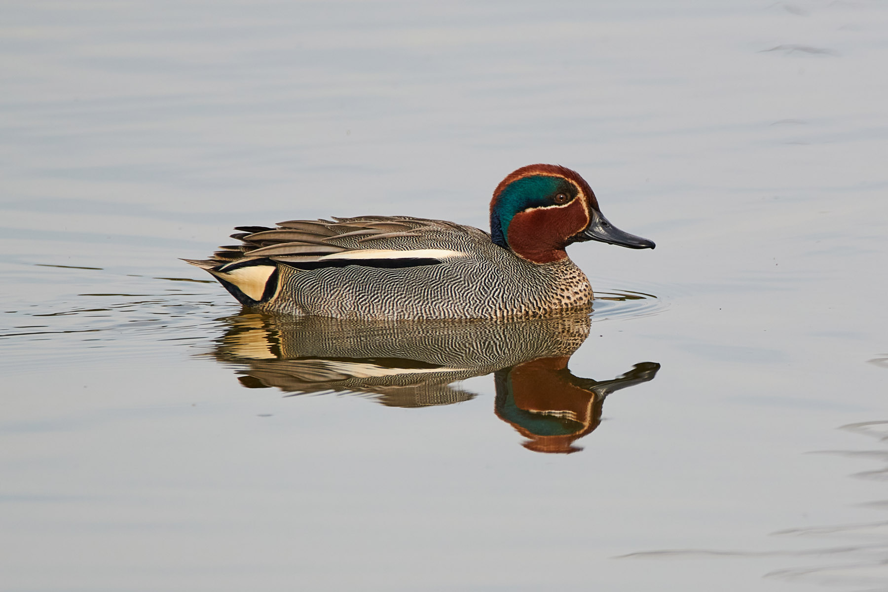 Alzavola eurasiatica