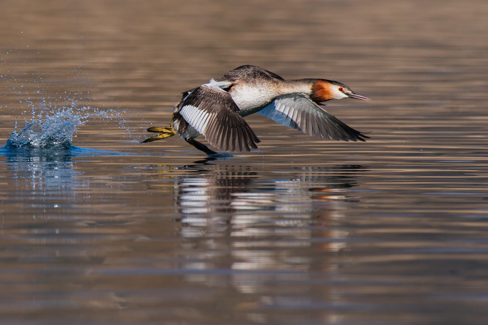 Svasso maggiore in involo