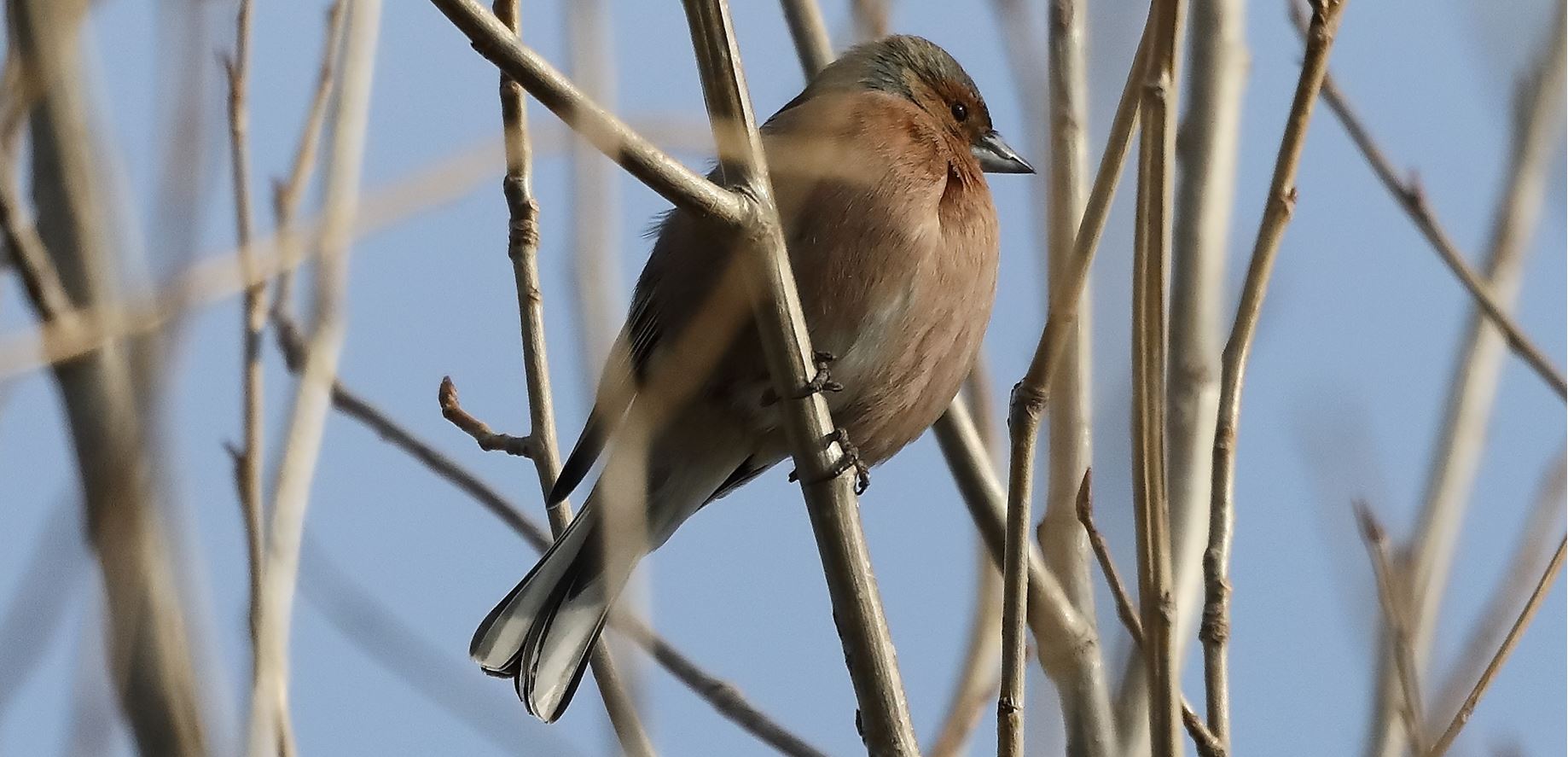 chaffinch 14-03-2022