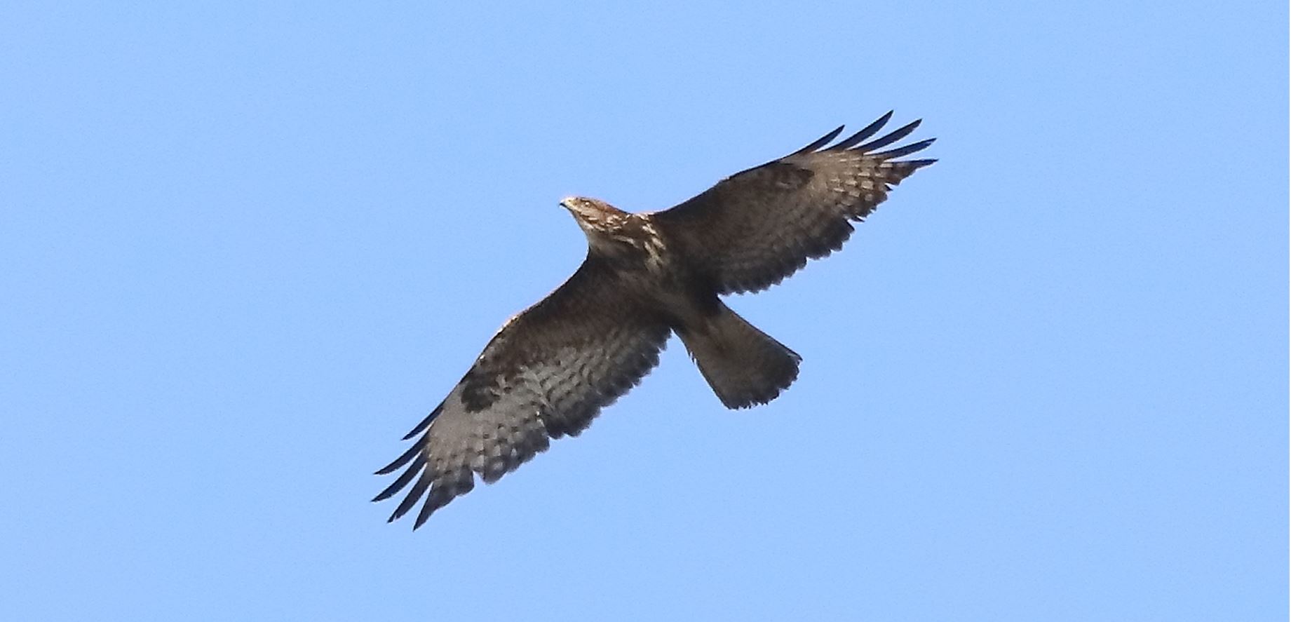 buzzard 10-03-2022