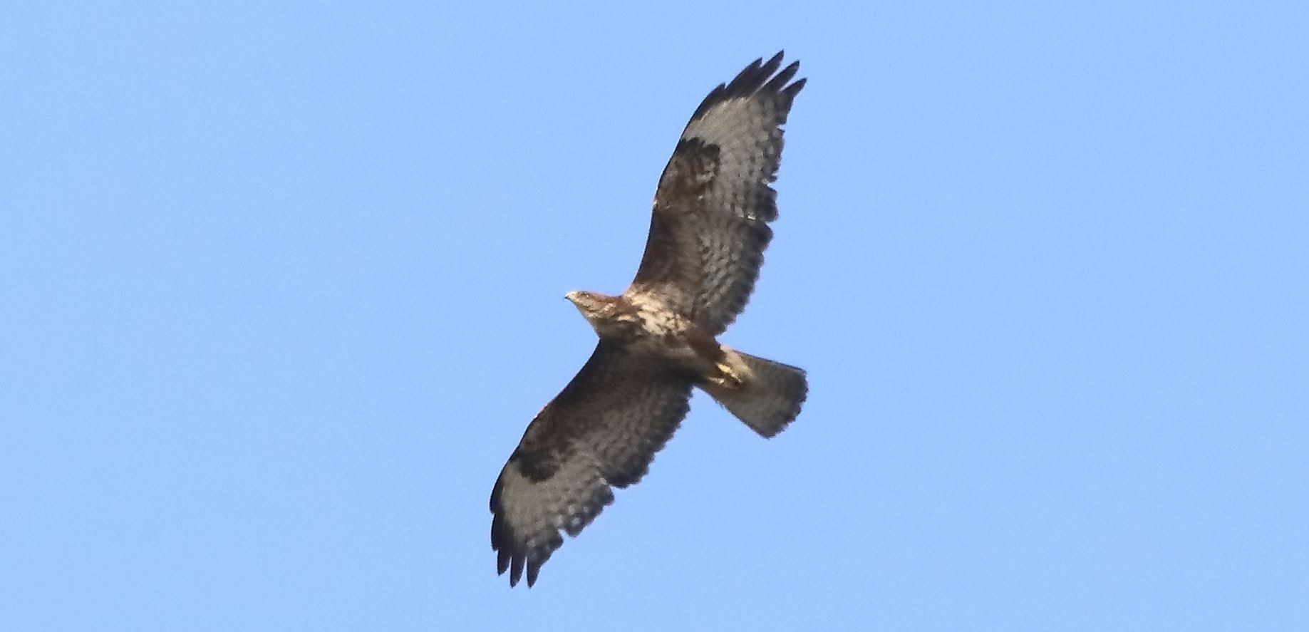 buzzard 10-03-2022