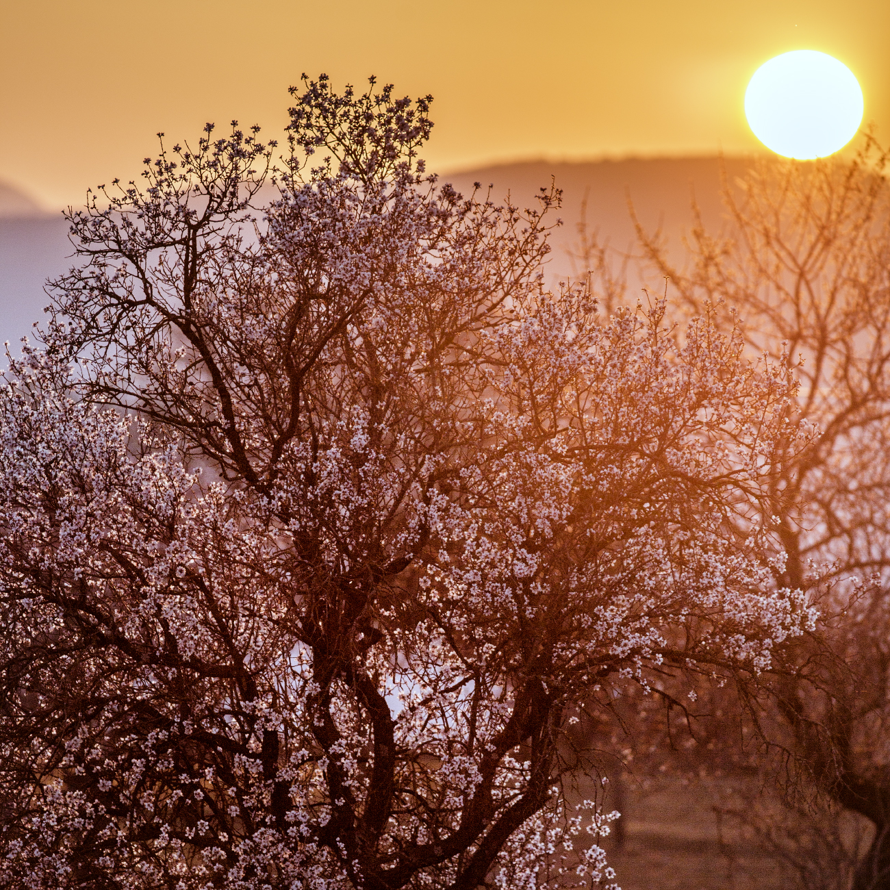 mandorli al tramonto 2