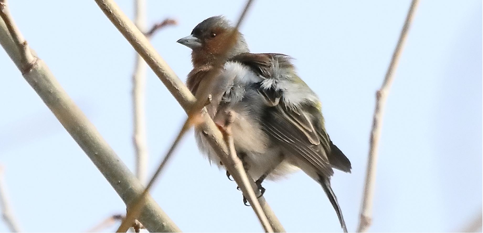 chaffinch 14-03-2022