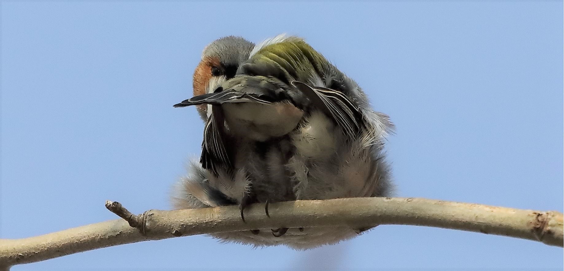 chaffinch 14-03-2022