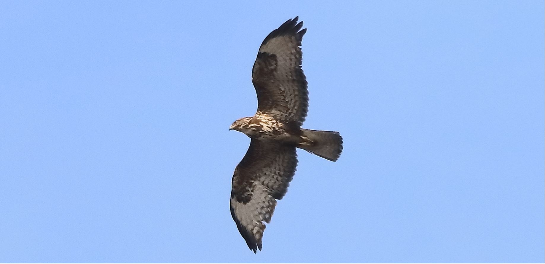 buzzard 10-03-2022