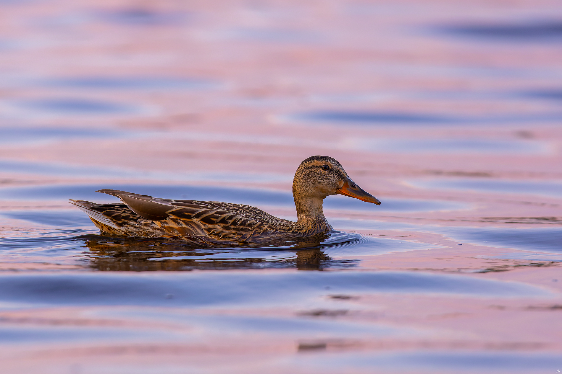 Anas platyrhynchos