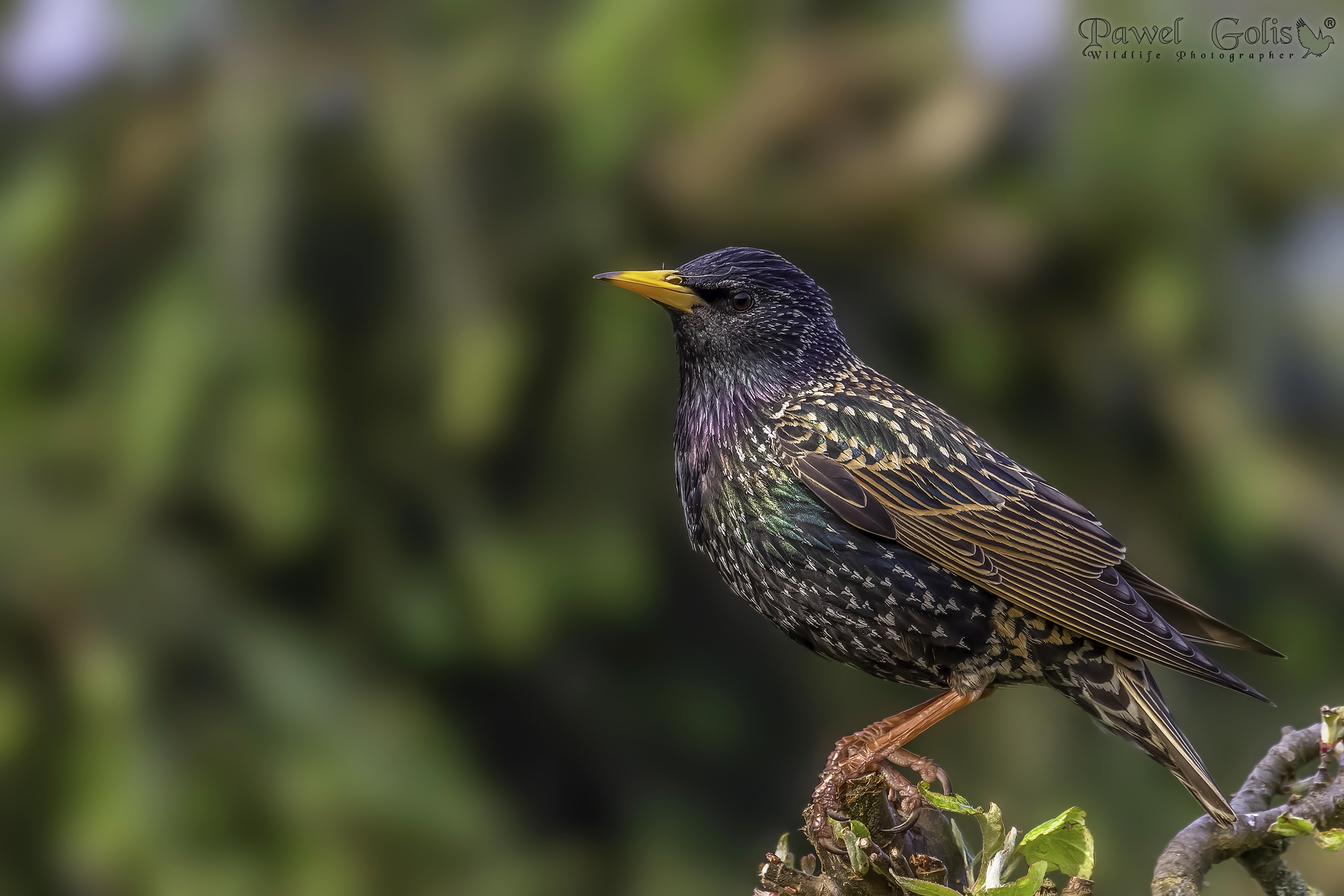 Storno comune (Sturnus vulgaris)