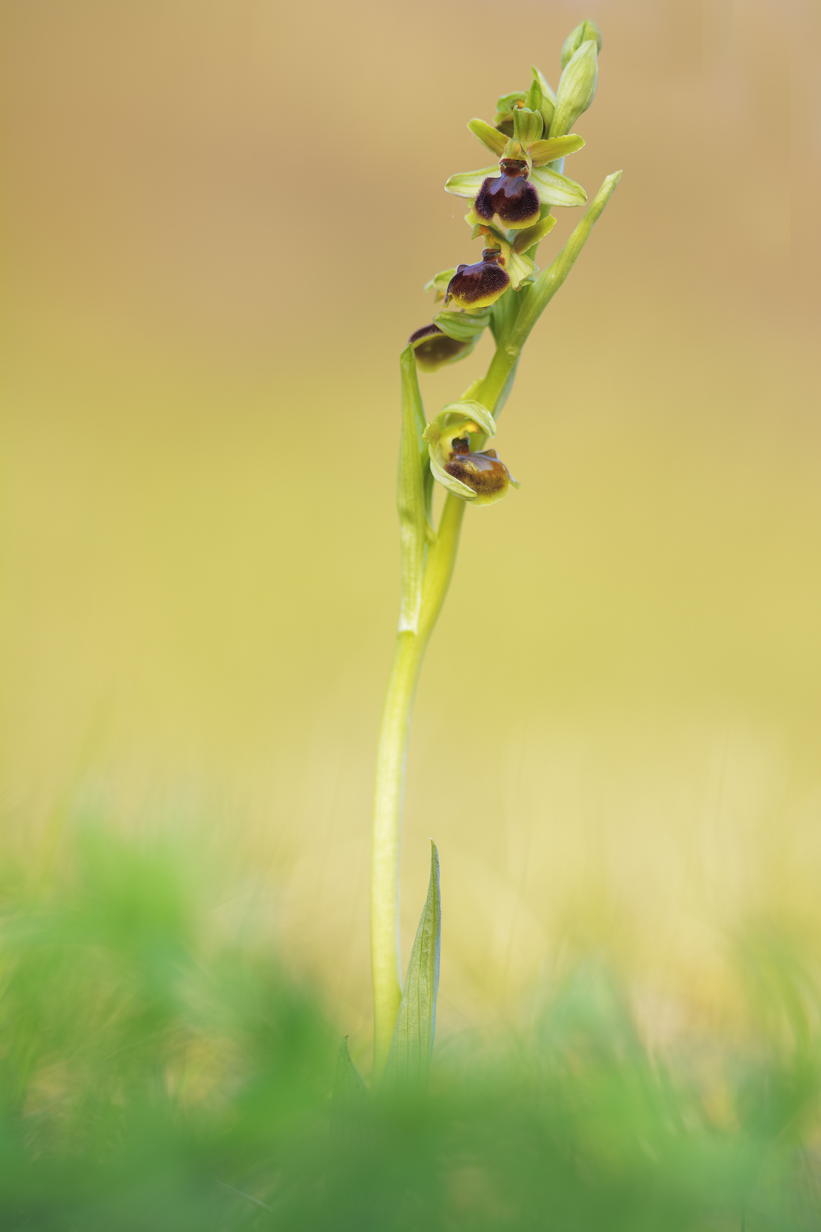 ophrys sphegodes