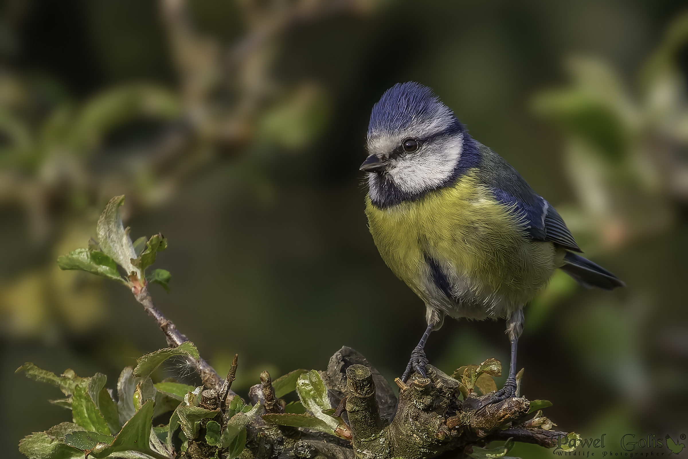 Cinciallegra eurasiatica (Cyanistes caeruleus)