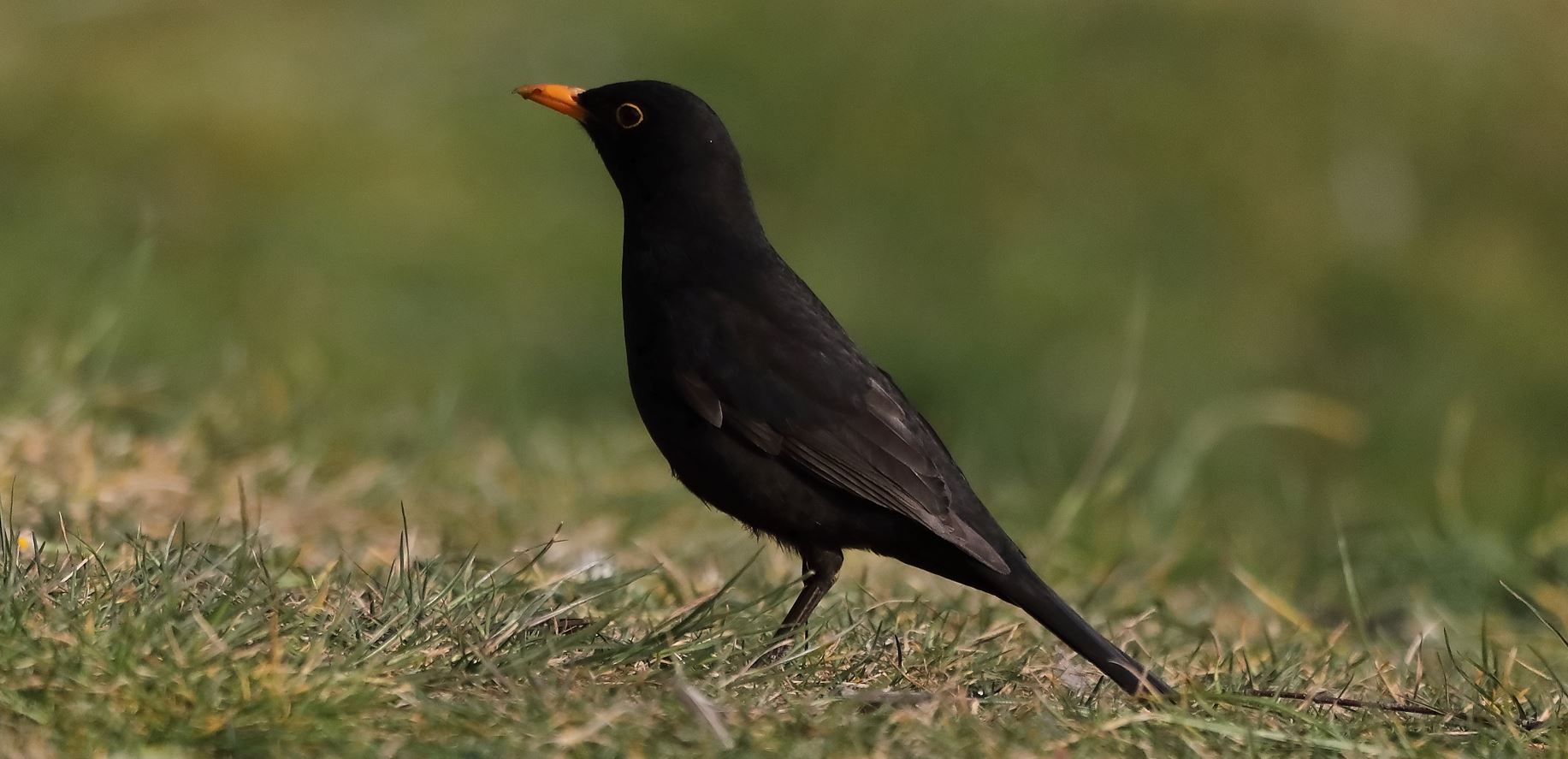 blackbird 14-03-2022