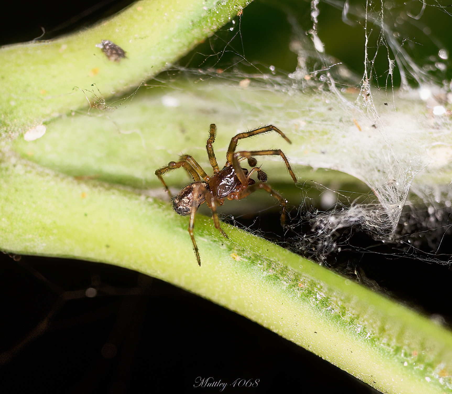 Spider Neriene Blackwall order Linyphiidae