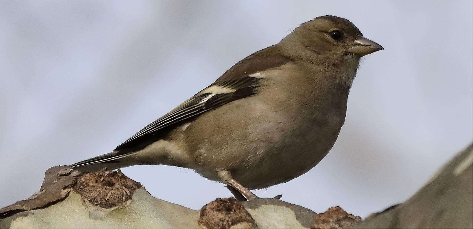 chaffinch 14-03-2022