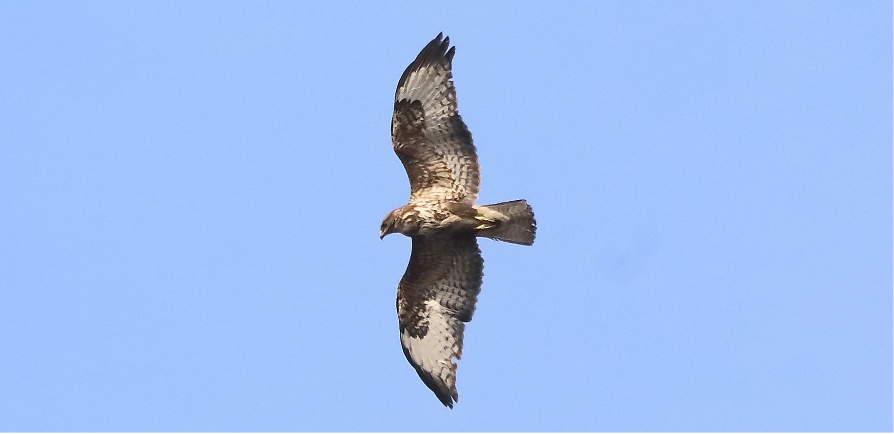 buzzard 10-03-2022