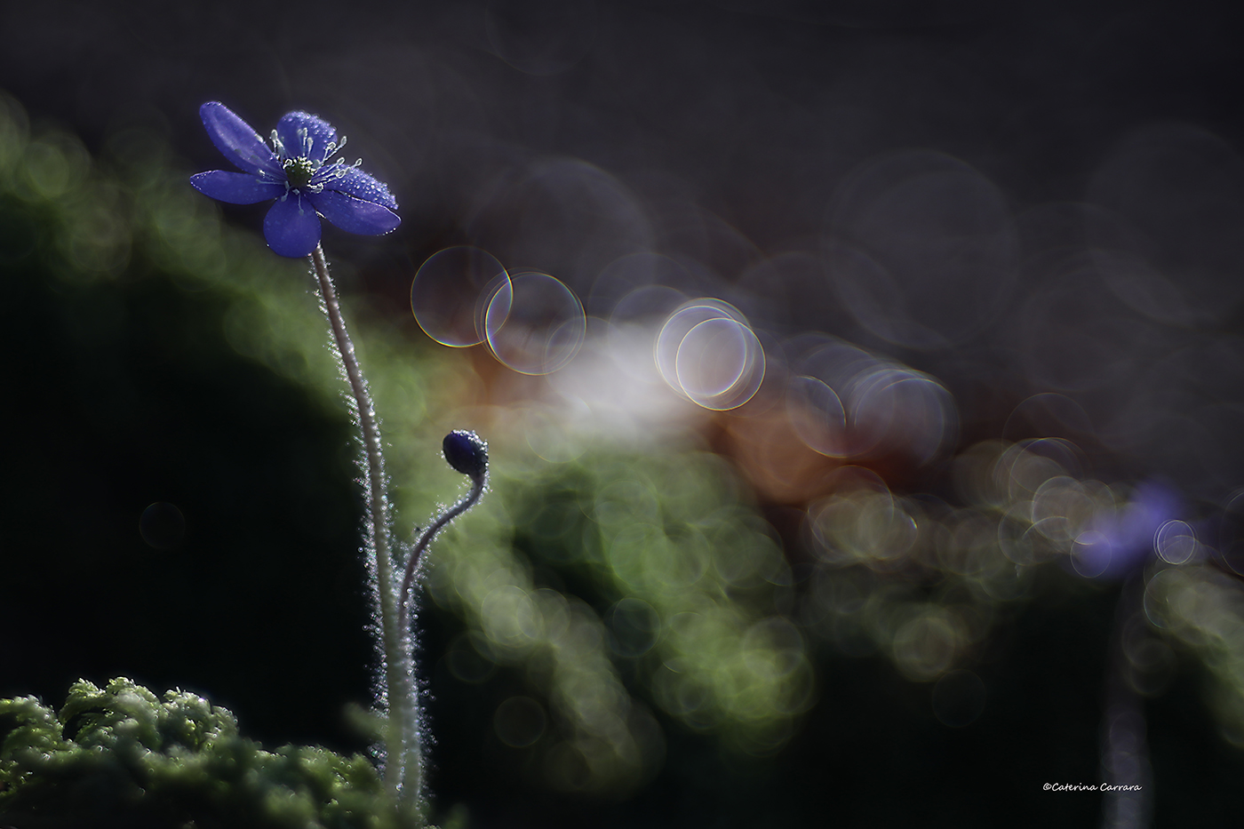 La primavera nel bosco.