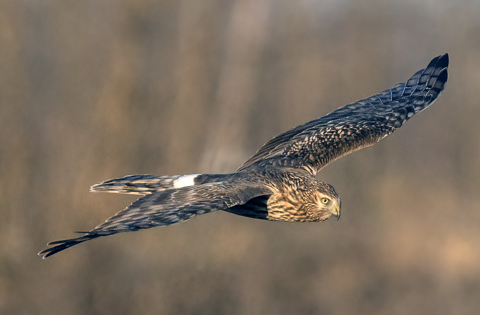 Hen harrier