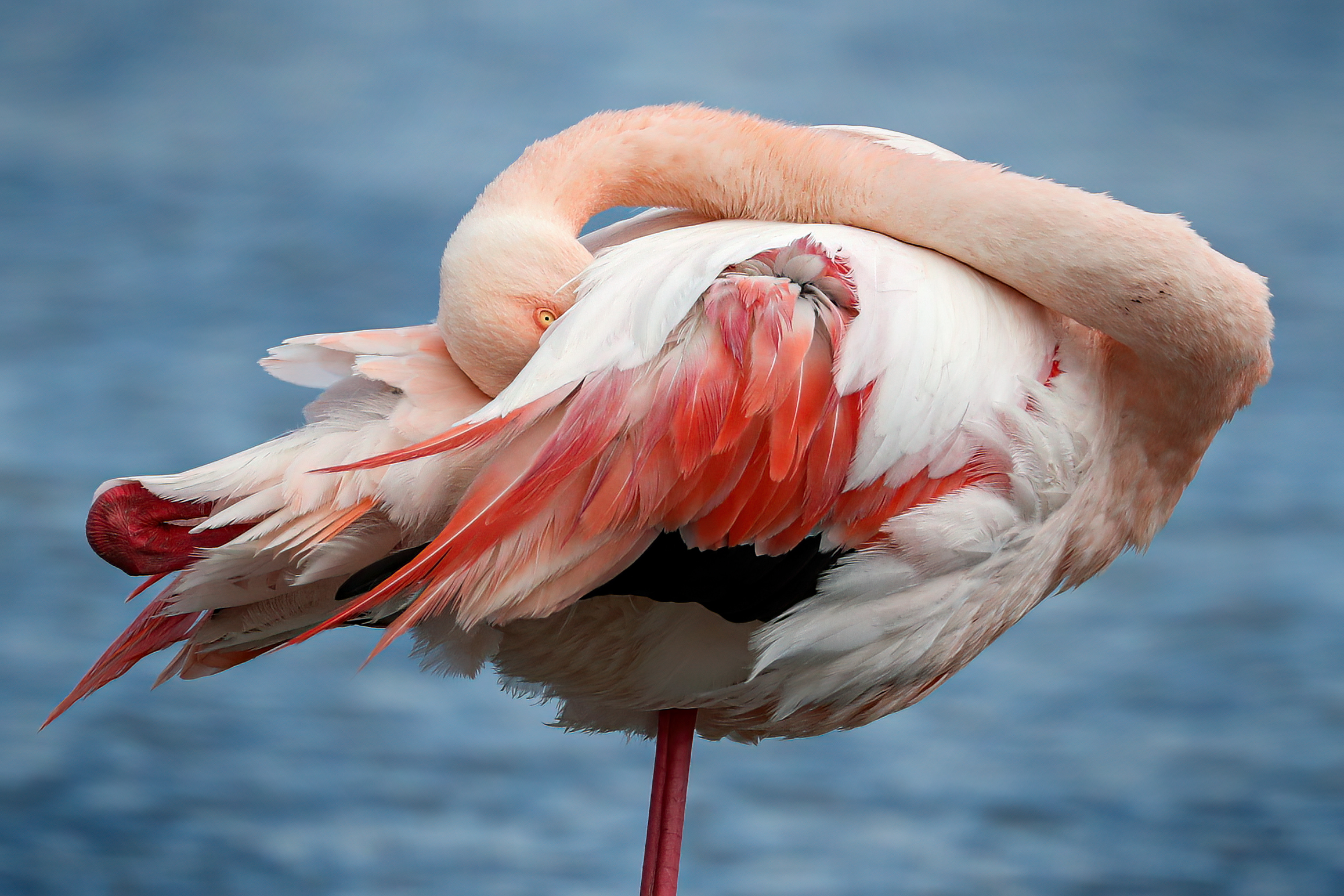 Shyness Pink Flamingo