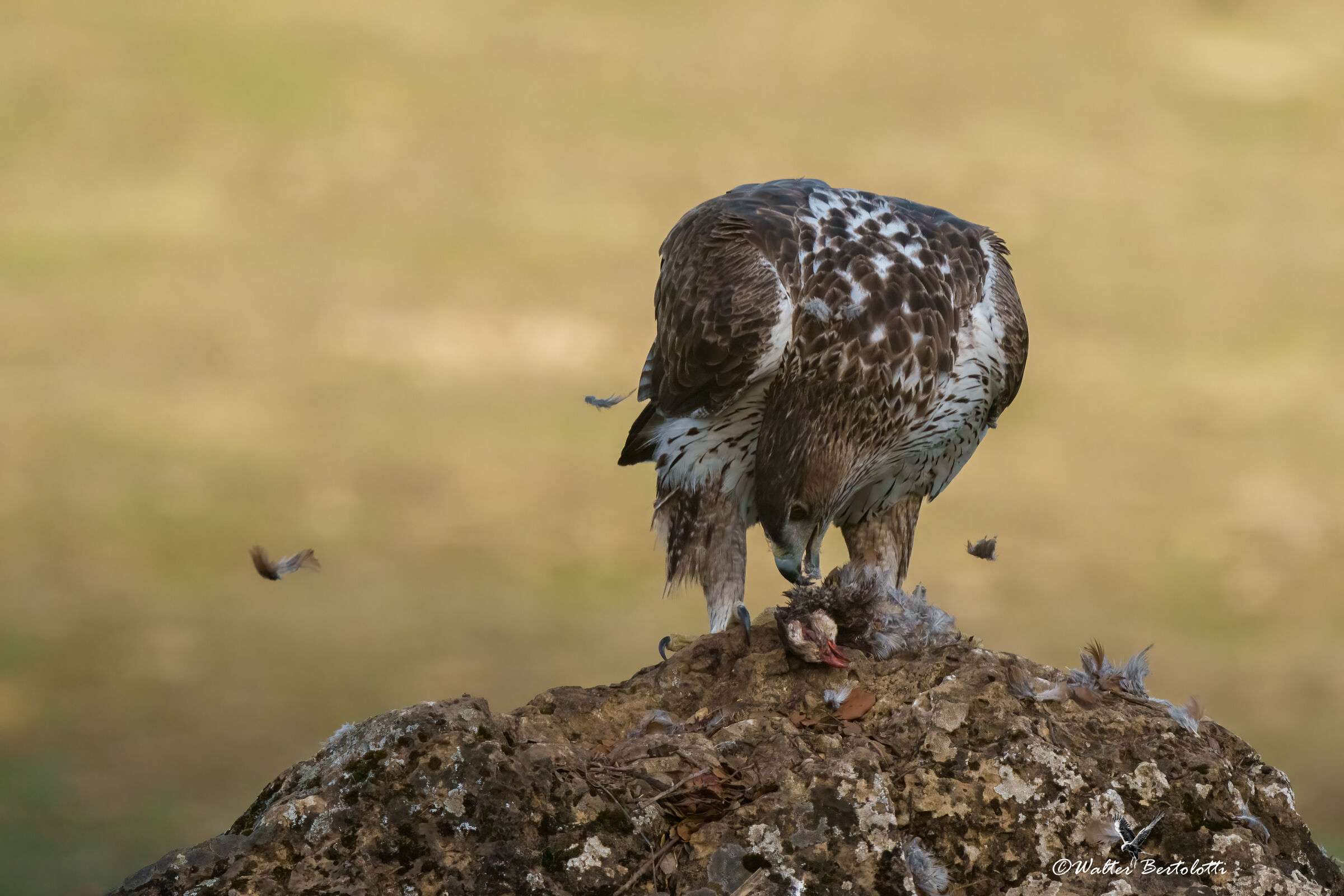 aquila del bonelli