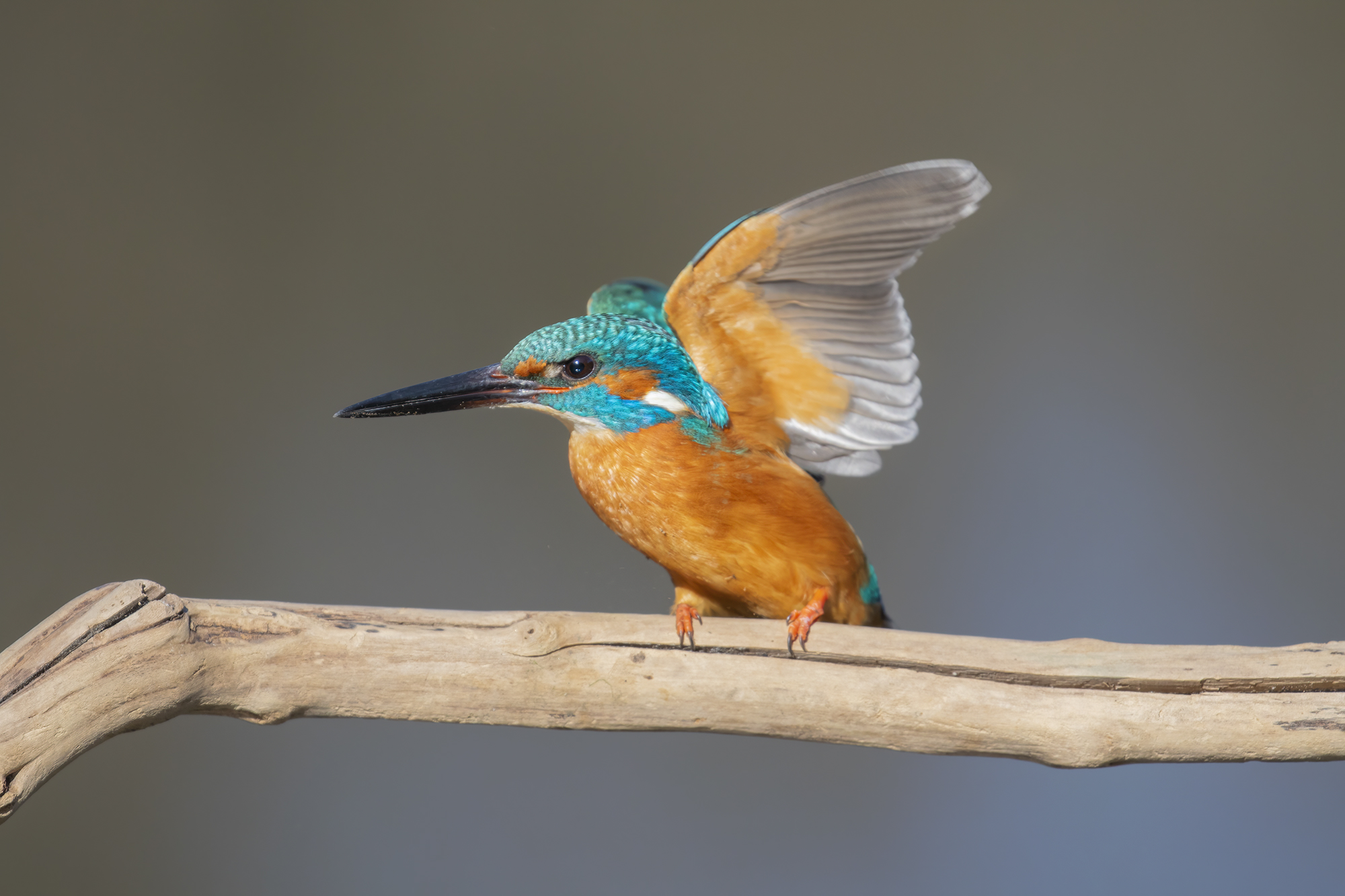 dinamica, martin pescatore
