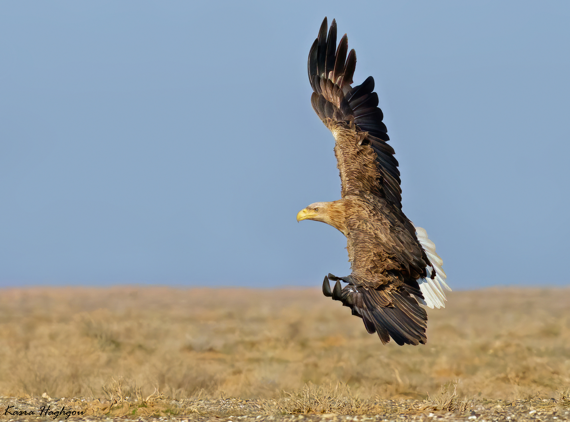 white-tailed eagle