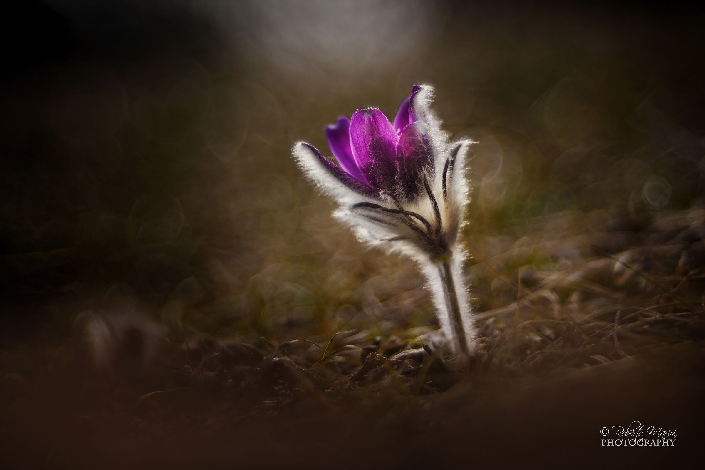 Pulsatilla del Barro