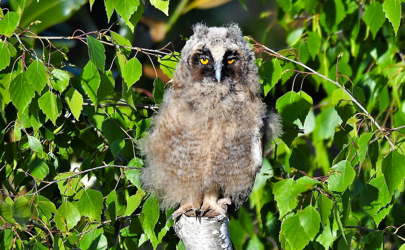 Pullo common owl