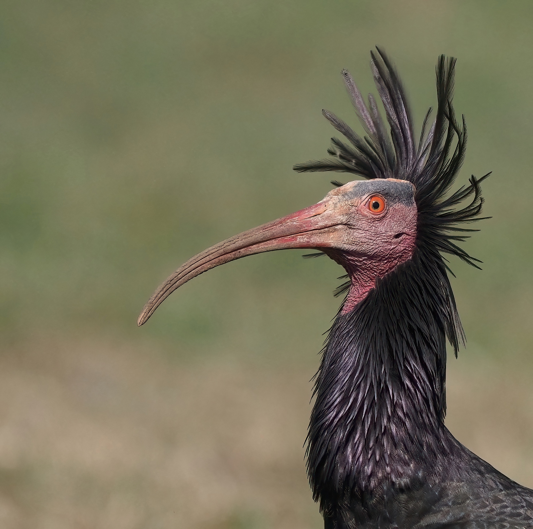 L'ultimo dei Mohicani