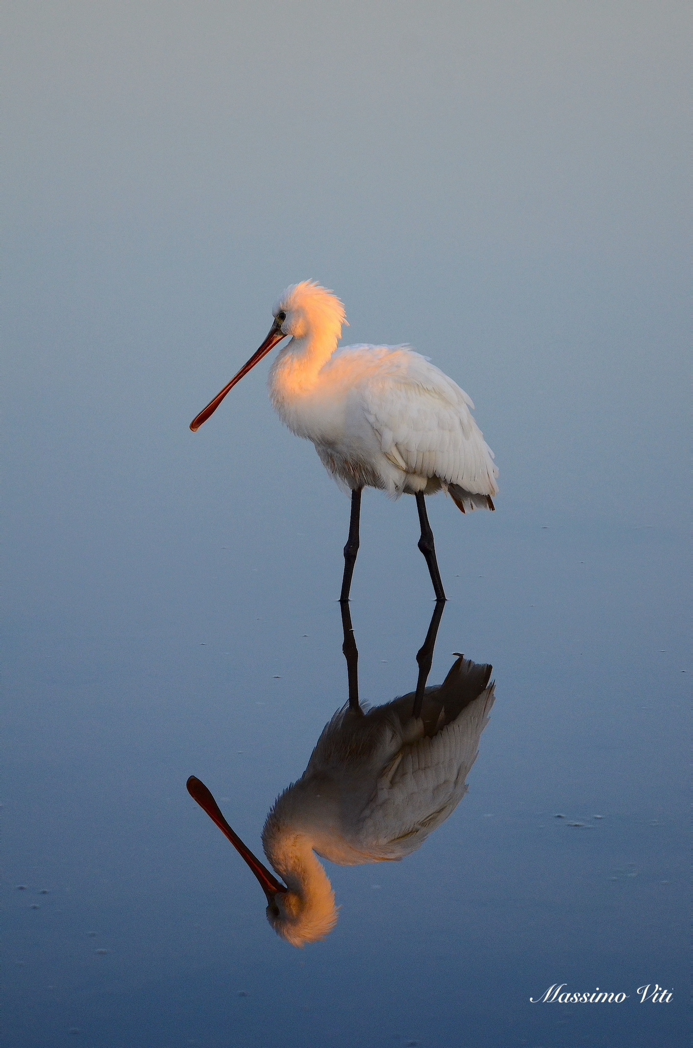 Spatola  allo specchio ai primi raggi di sole