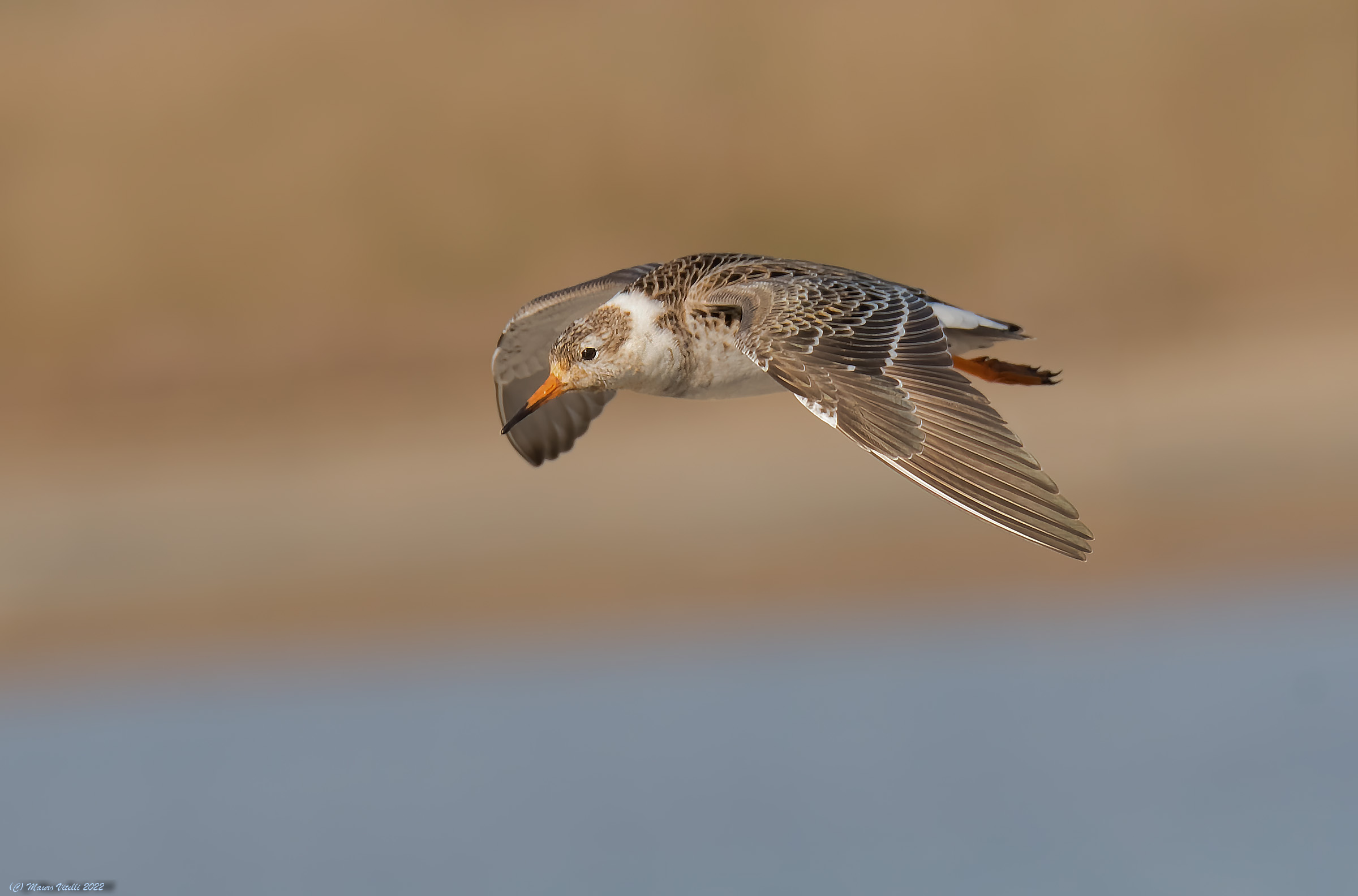 Fighter (Philomachus pugnax)