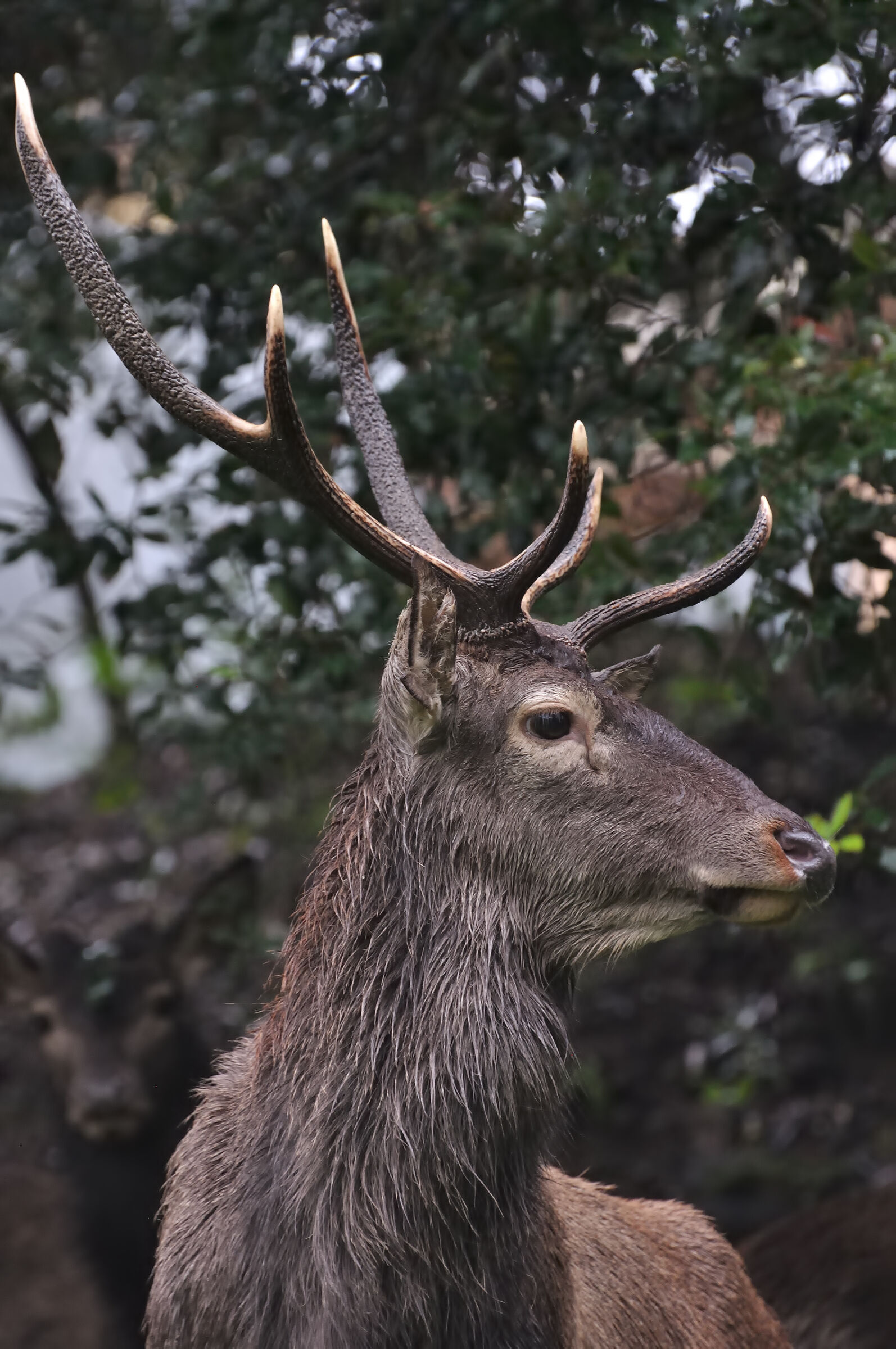 Sardinian deer