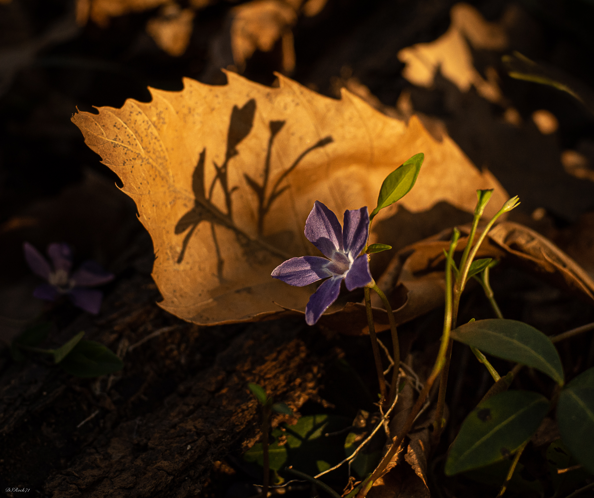 small flower small shade