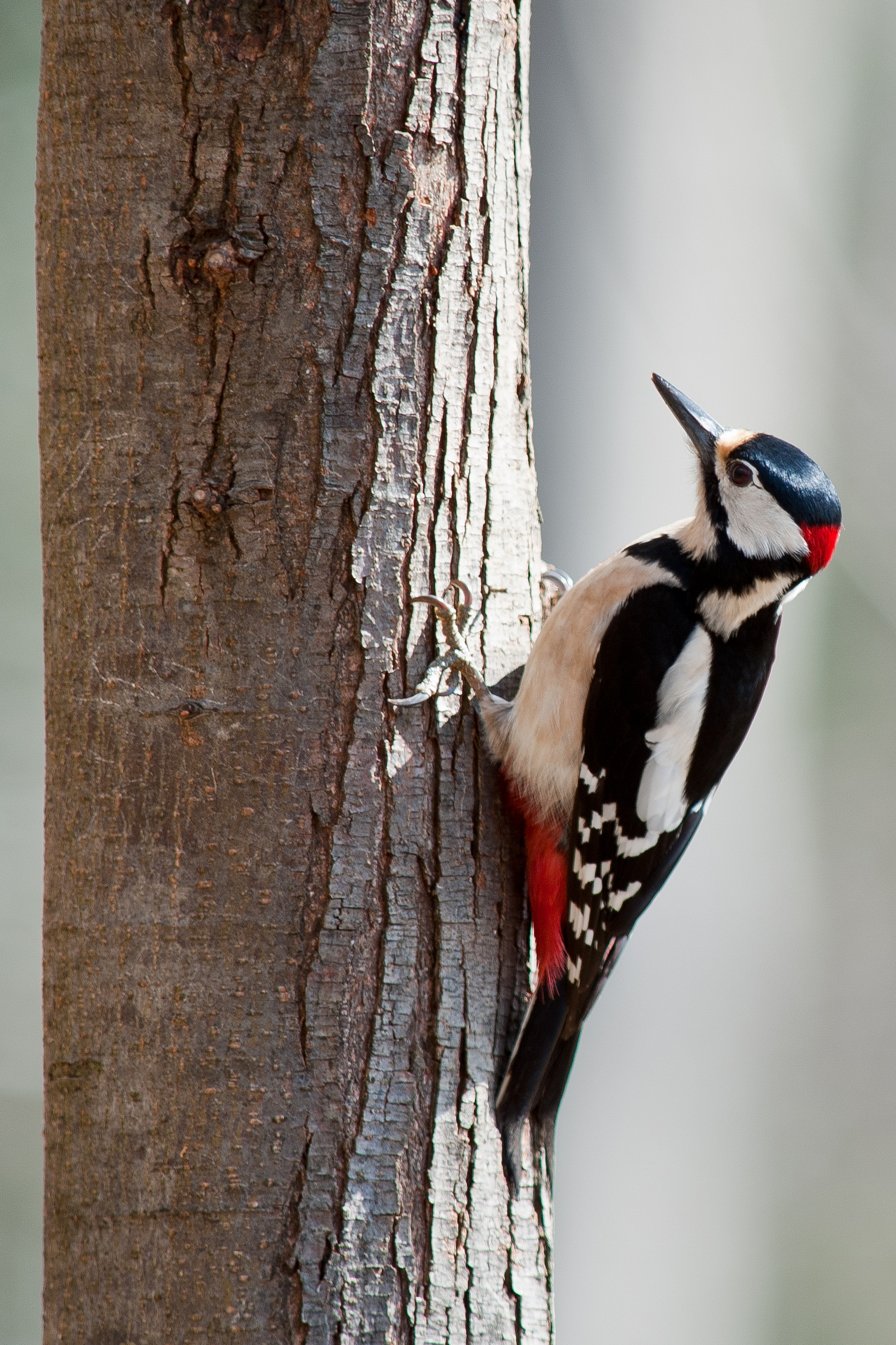 Picchio rosso maggiore (maschio)