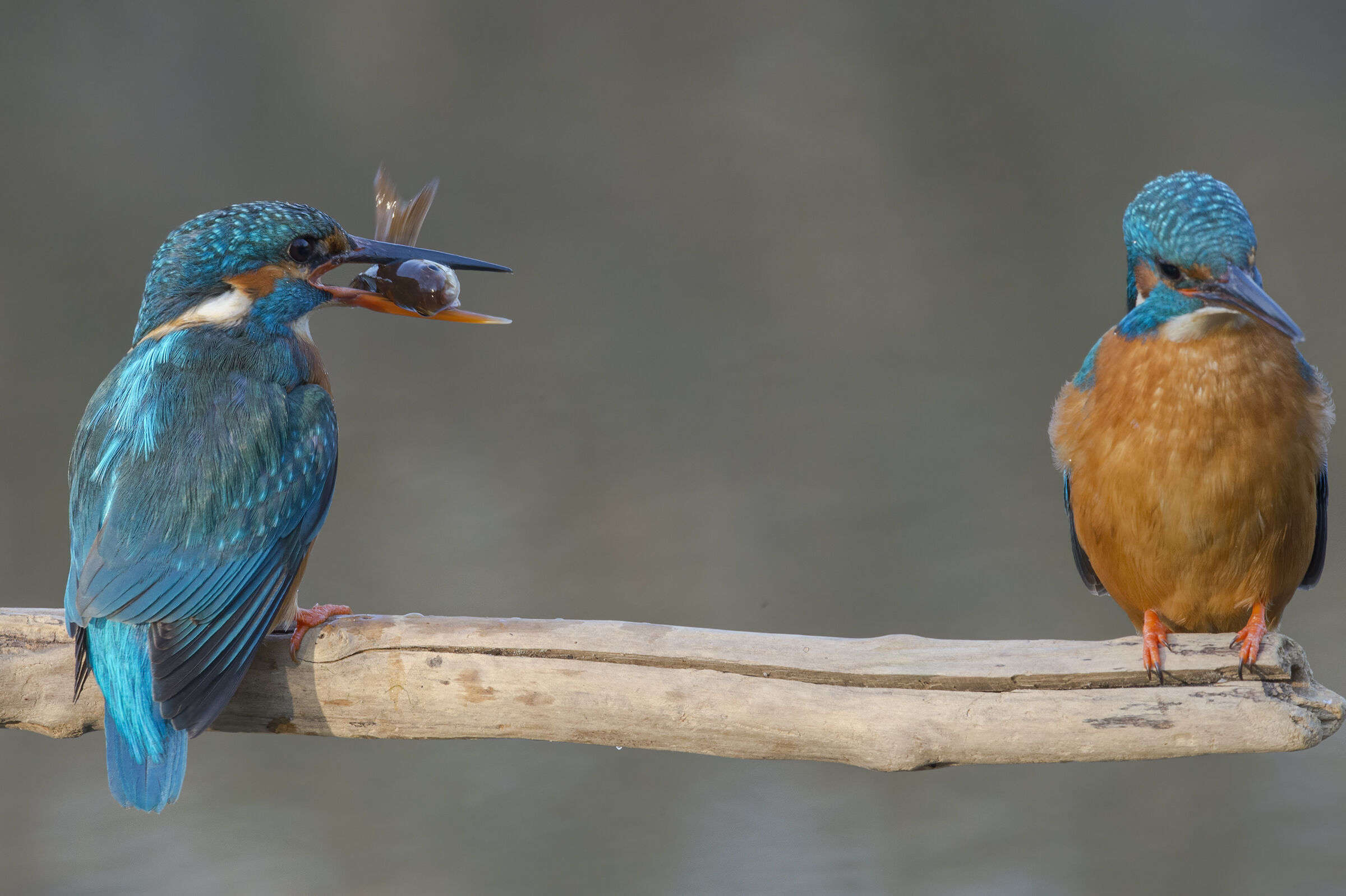 Kingfisher (Alcedo atthis)